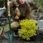 Bulldog Premier Planting Spade - 28inch Ash Shaft & MYD Handle 02