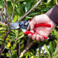 Felco No. 8 Secateurs - 25mm Cut 01